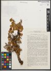 Foto von Salix sphenophylla subsp. pseudotorulosa A. K. Skvortsov